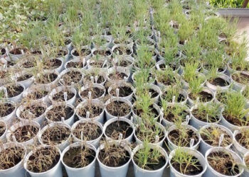 Otra maleza problemática más para la colección: apareció cardo ruso resistente a glifosato