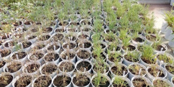 Otra maleza problemática más para la colección: apareció cardo ruso resistente a glifosato