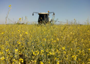 Golazo Invernal Carinata: un “cultivo de servicio” que puede llegar a venderse a más de 440 u$s/tonelada
