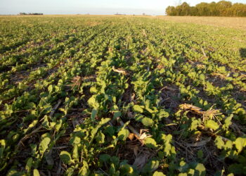 Golazo Invernal Carinata: un “cultivo de servicio” que puede llegar a venderse a más de 440 u$s/tonelada