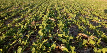 Golazo Invernal Carinata: un “cultivo de servicio” que puede llegar a venderse a más de 440 u$s/tonelada