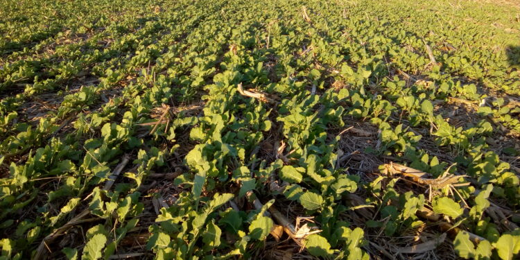 Golazo Invernal Carinata: un “cultivo de servicio” que puede llegar a venderse a más de 440 u$s/tonelada