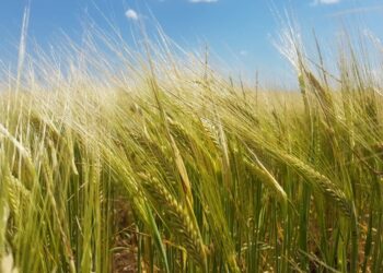 El 65% del área de cebada argentina es ocupada por una sola variedad que tiene casi una década de antigüedad
