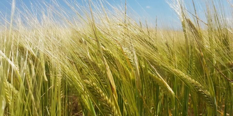 El 65% del área de cebada argentina es ocupada por una sola variedad que tiene casi una década de antigüedad