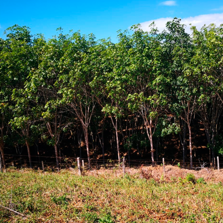 Dos argentinos crearon el primer “supermercado minorista” latinoamericano de bonos de carbono