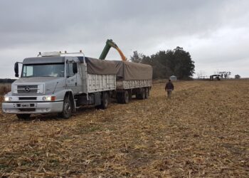 Paciencia: Avanza con mucha lentitud la cosecha argentina de maíz temprano por los excesos hídricos