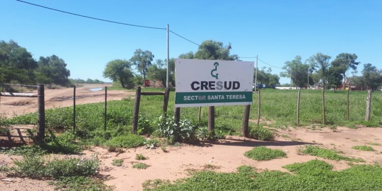 Cresud perdió más de 2500 millones de pesos en el negocio agrícola que no pudieron ser compensados con los buenos resultados ganaderos