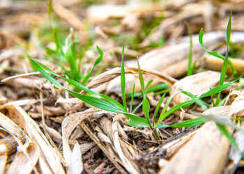 Productores de Iowa cobraron entre 10 y 16 u$s/ha por servicios ecosistémicos generados por cultivos de cobertura