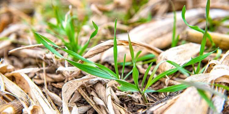 Productores de Iowa cobraron entre 10 y 16 u$s/ha por servicios ecosistémicos generados por cultivos de cobertura