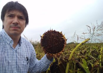 El desafío de las 1000 fotos de girasol para poder “entrenar” un algoritmo capaz de calcular la cantidad de granos presentes en un capítulo