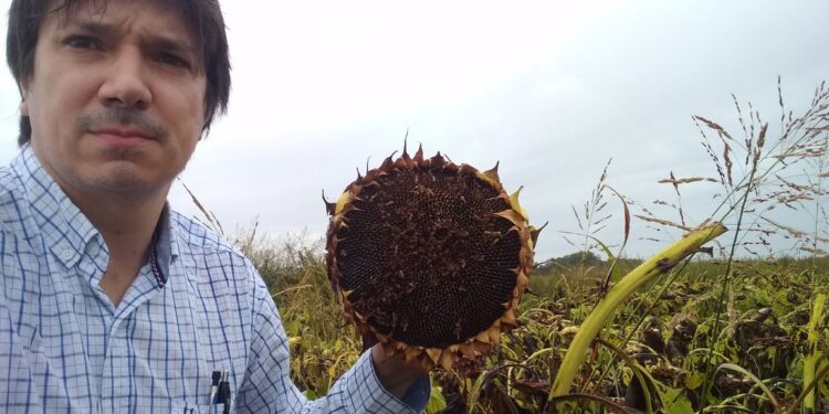 El desafío de las 1000 fotos de girasol para poder “entrenar” un algoritmo capaz de calcular la cantidad de granos presentes en un capítulo