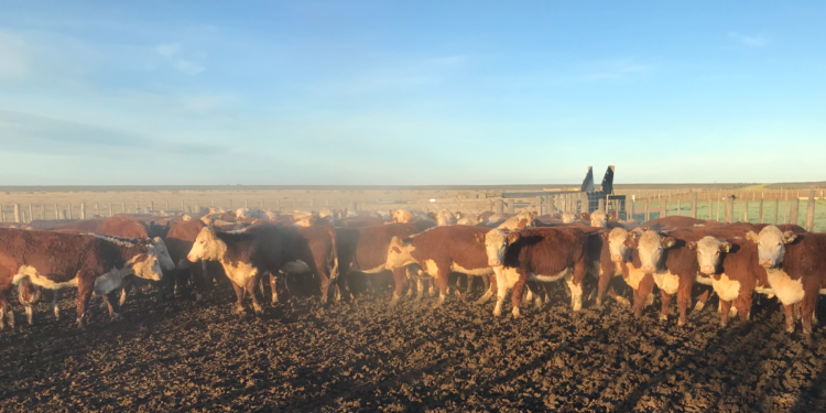 La “fábrica ganadera” argentina comenzó a quedarse sin nafta en un escenario de demanda firme