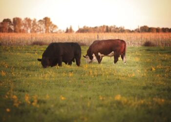 Oportunidad: Argentina logró la reapertura del mercado de Uruguay para exportar genética bovina y terneros para engorde