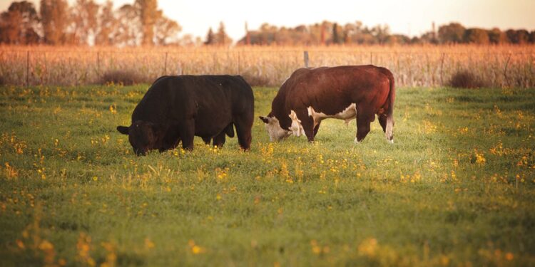 Oportunidad: Argentina logró la reapertura del mercado de Uruguay para exportar genética bovina y terneros para engorde