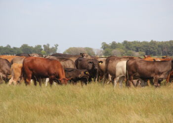 Respuesta a Bill Gates: La carne sintética no secuestra carbono