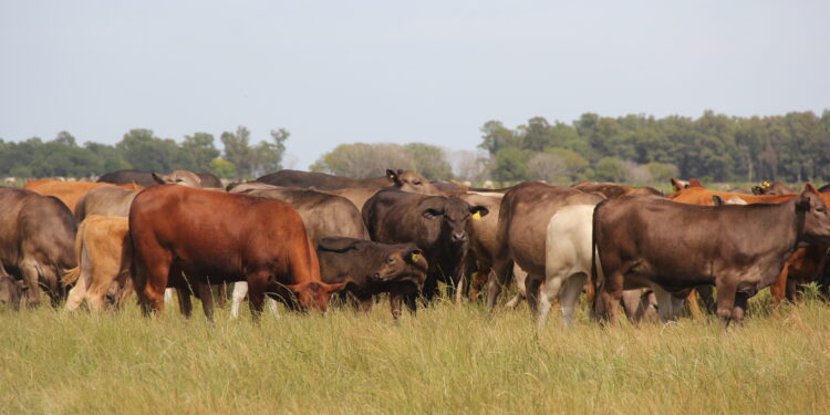 Respuesta a Bill Gates: La carne sintética no secuestra carbono
