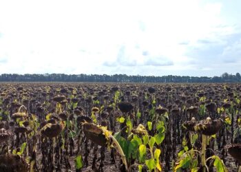 La revancha del NEA: Gracias al empuje del mercado internacional el girasol es un fiesta a pesar de los obstáculos internos