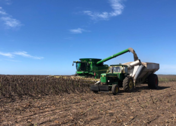 Está a un paso de finalizar la cosecha pampeana de girasol con precios imposibles de imaginar al momento de la siembra