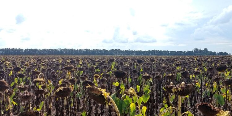 La revancha del NEA: Gracias al empuje del mercado internacional el girasol es un fiesta a pesar de los obstáculos internos