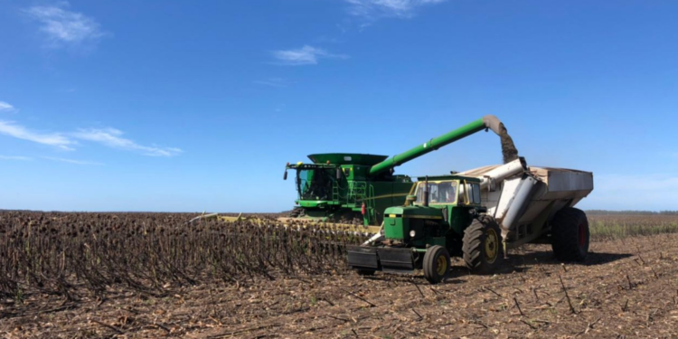 Está a un paso de finalizar la cosecha pampeana de girasol con precios imposibles de imaginar al momento de la siembra