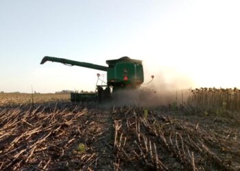 La revancha del NEA: Gracias al empuje del mercado internacional el girasol es un fiesta a pesar de los obstáculos internos