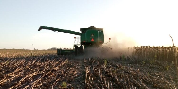 La revancha del NEA: Gracias al empuje del mercado internacional el girasol es un fiesta a pesar de los obstáculos internos