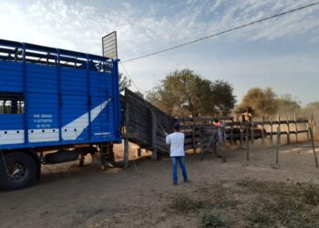 Misterio: Detectaron a quince exportadores de carne que no liquidaron divisas para saltarse al “cepo cambiario”, pero nadie quiere decir quiénes son