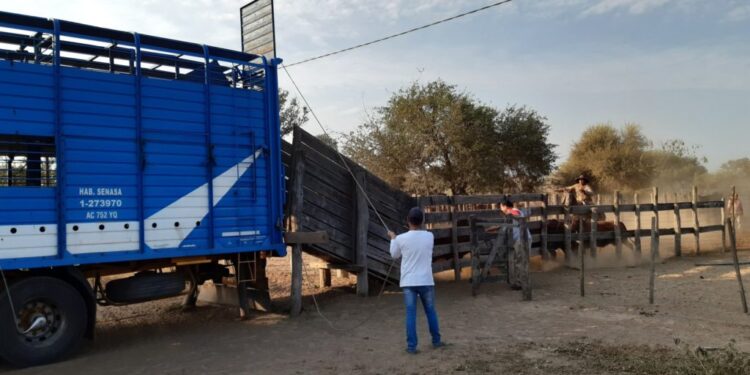 Misterio: Detectaron a quince exportadores de carne que no liquidaron divisas para saltarse al “cepo cambiario”, pero nadie quiere decir quiénes son