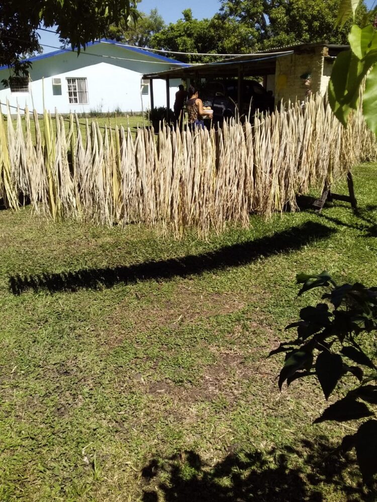 Nelly Cardozo “cose” el espartillo y la palma en Iberá: “Tengo la memoria en los dedos”