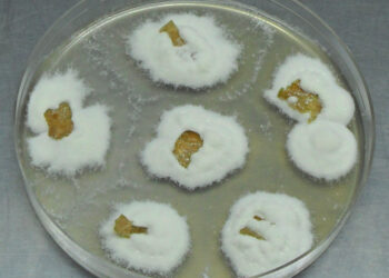 Investigadores del Conicet buscan hongos que sirvan para frenar el ataque de ciertas plagas