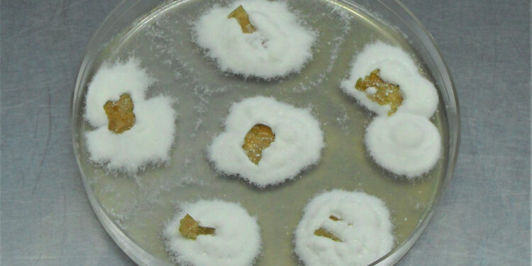 Investigadores del Conicet buscan hongos que sirvan para frenar el ataque de ciertas plagas