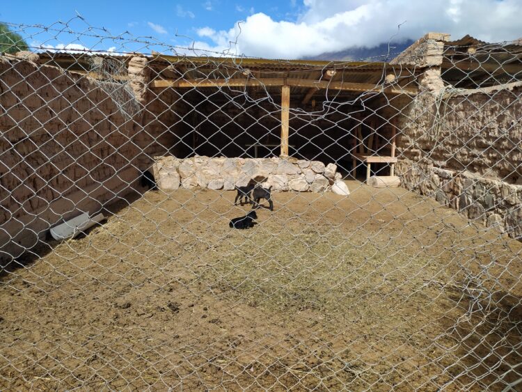 En Jujuy funciona una cabaña experimental de cabras criollas para apuntalar a los pastores de la Puna y la Quebrada