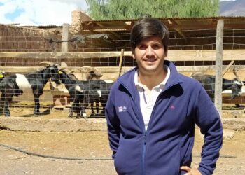 En Jujuy funciona una cabaña experimental de cabras criollas para apuntalar a los pastores de la Puna y la Quebrada