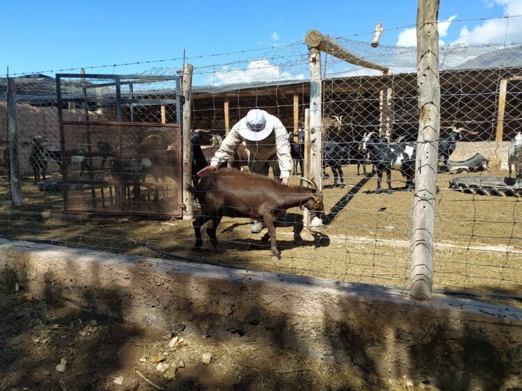 En Jujuy funciona una cabaña experimental de cabras criollas para apuntalar a los pastores de la Puna y la Quebrada
