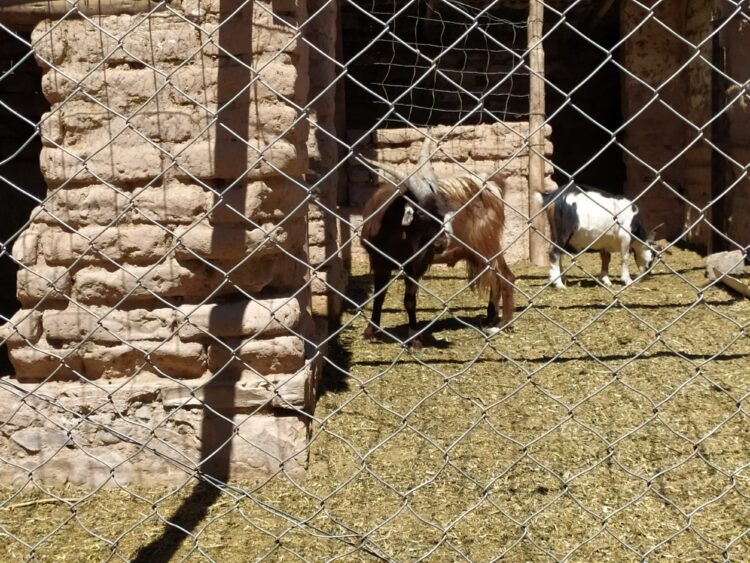 En Jujuy funciona una cabaña experimental de cabras criollas para apuntalar a los pastores de la Puna y la Quebrada