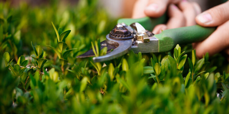 Se lanza un nuevo sitio sobre paisajismo y jardinería orientado a revalorizar el valor de la vida rural