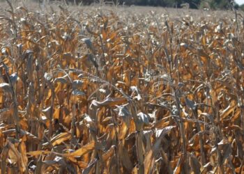 ICG prevé que en 2021/22 no se lograrán recomponer los stocks globales de soja y maíz a pesar de pronosticar cosechas récord