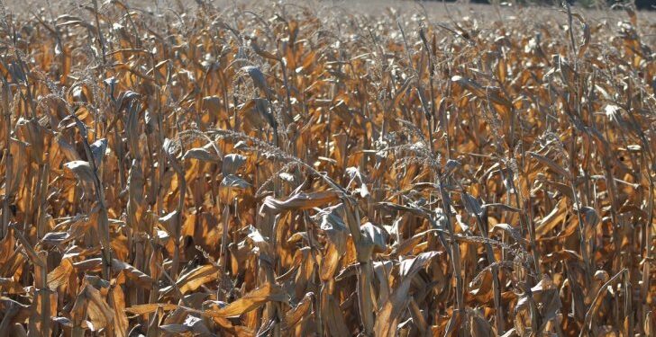 ICG prevé que en 2021/22 no se lograrán recomponer los stocks globales de soja y maíz a pesar de pronosticar cosechas récord