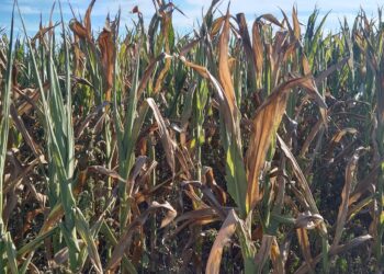 ¿Cómo puede ser que aumenten tanto los alquileres agrícolas en medio de una sequía que incendia la cosecha gruesa?