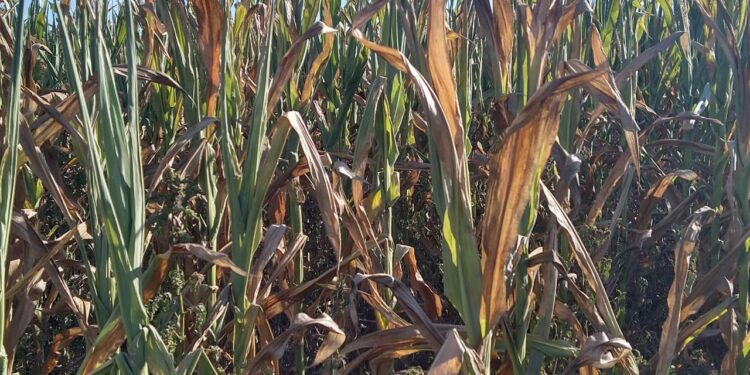 ¿Cómo puede ser que aumenten tanto los alquileres agrícolas en medio de una sequía que incendia la cosecha gruesa?