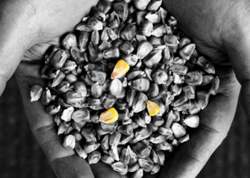 Esto no cierra: EE.UU agotó su saldo exportable de maíz cuando faltan más de cinco meses para el ingreso de la nueva cosecha