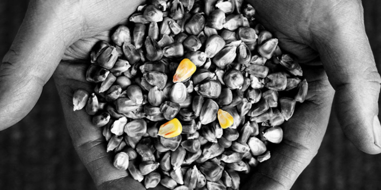 Esto no cierra: EE.UU agotó su saldo exportable de maíz cuando faltan más de cinco meses para el ingreso de la nueva cosecha