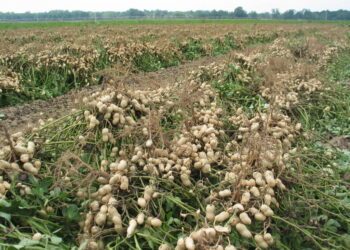 Para Mario Terrier el maní es un cultivo apasionante, aunque el rinde de indiferencia está muy cerca del promedio histórico