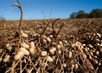 Para Mario Terrier el maní es un cultivo apasionante, aunque el rinde de indiferencia está muy cerca del promedio histórico