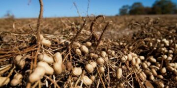 Para Mario Terrier el maní es un cultivo apasionante, aunque el rinde de indiferencia está muy cerca del promedio histórico