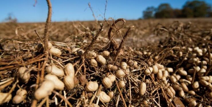 Para Mario Terrier el maní es un cultivo apasionante, aunque el rinde de indiferencia está muy cerca del promedio histórico