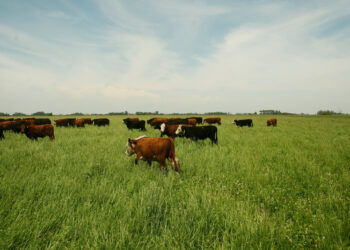 Advierten que corre peligro el cumplimiento de la cuota Hilton argentina por la “limpieza” de proveedores en un momento de escasez de oferta