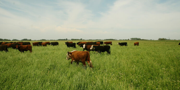 Advierten que corre peligro el cumplimiento de la cuota Hilton argentina por la “limpieza” de proveedores en un momento de escasez de oferta