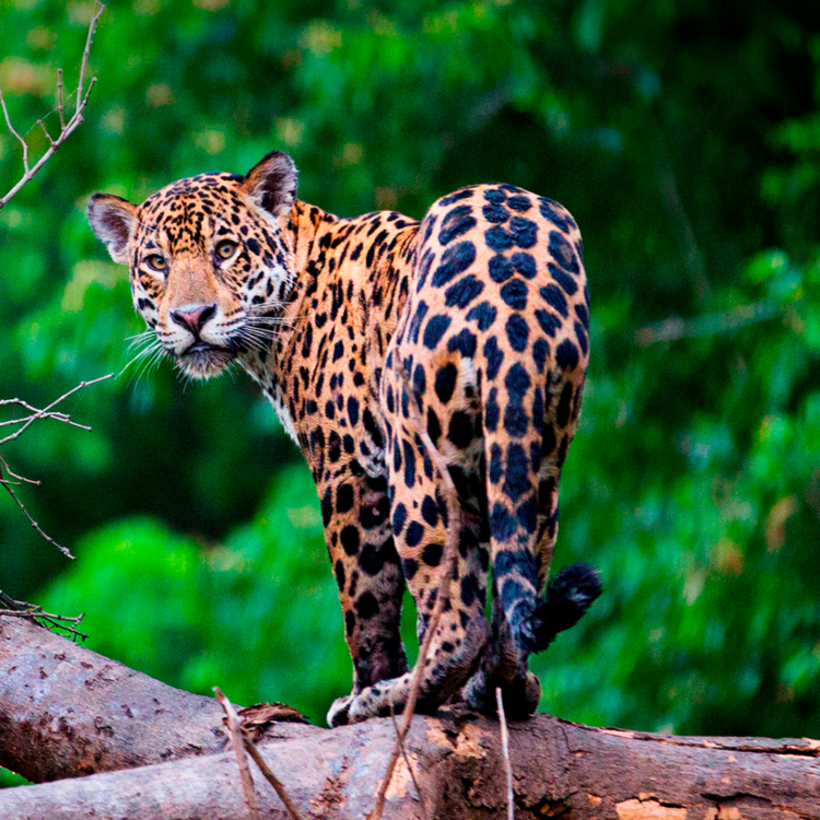 Dos argentinos crearon el primer “supermercado minorista” latinoamericano de bonos de carbono