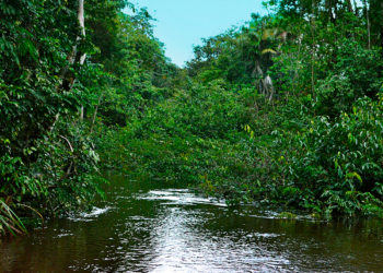 Dos argentinos crearon el primer “supermercado minorista” latinoamericano de bonos de carbono